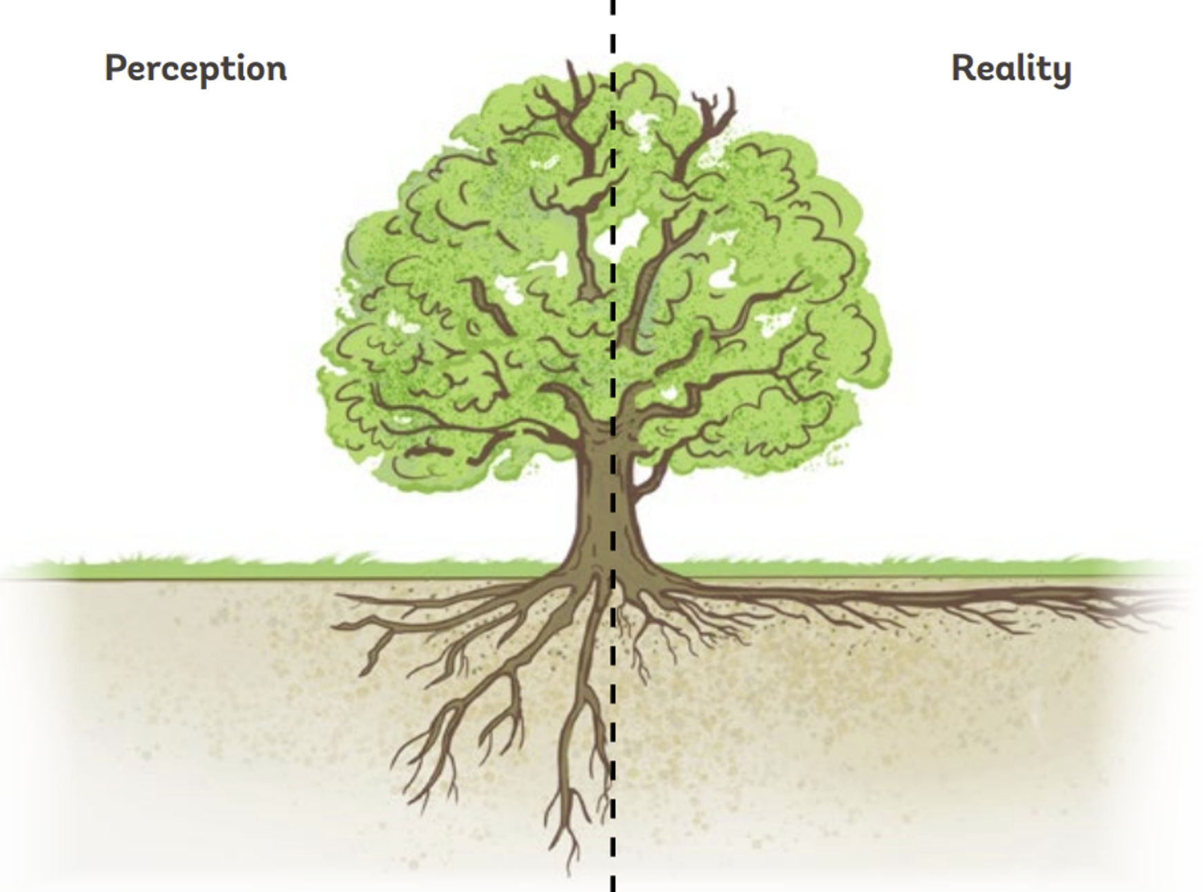 Briefing Sheet Ancient And Veteran Trees What The Science Says