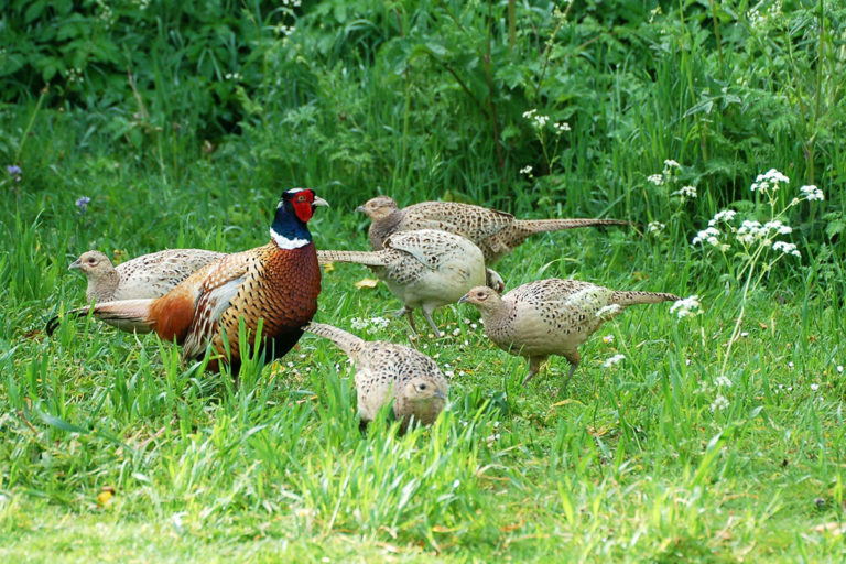 Are released pheasants driving adders to extinction? – What the Science ...