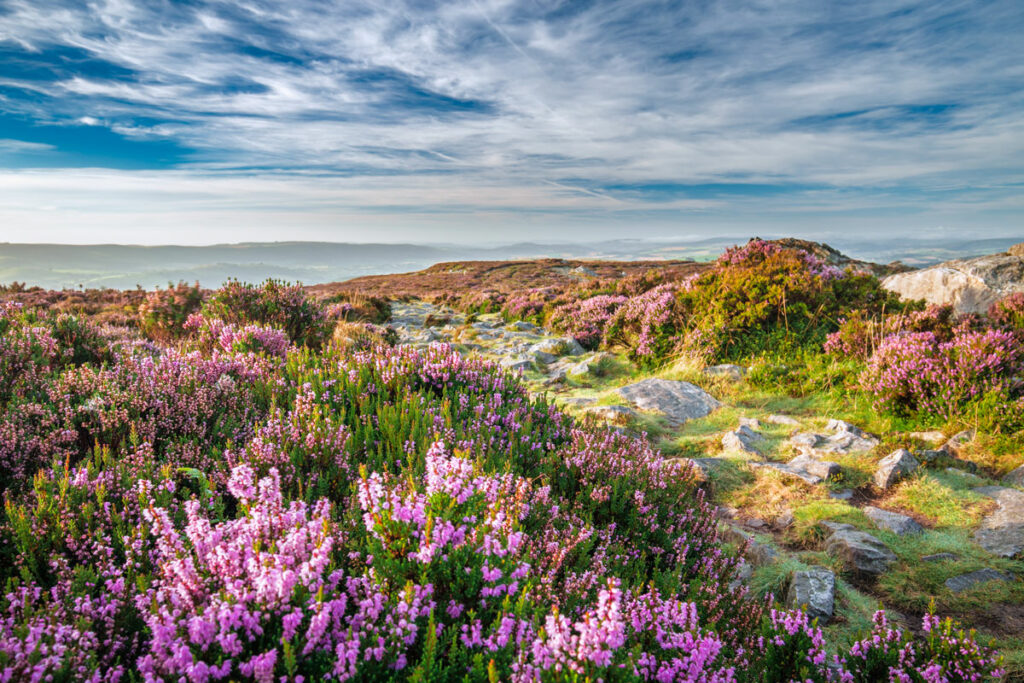 is-75-of-the-world-s-heather-moorland-in-the-uk-what-the-science-says