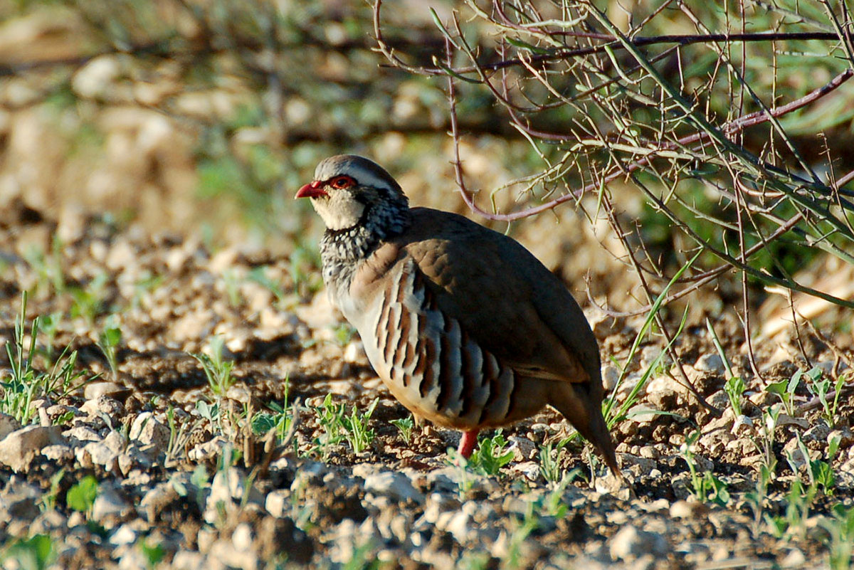 How many gamebirds are released in the UK per year? – What the Science Says