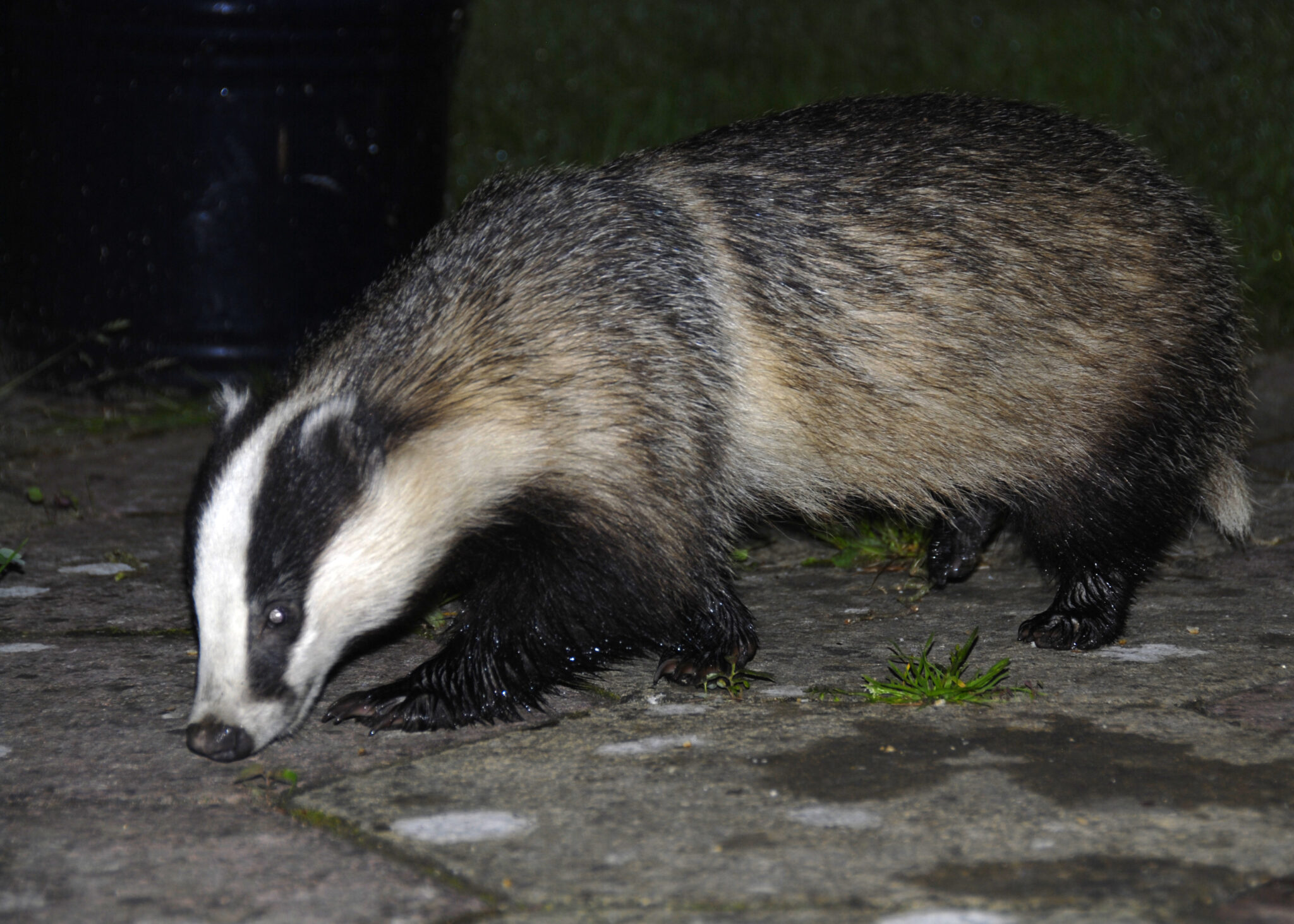 Briefing Sheet: Badgers and hedgehogs – What the Science Says